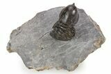 Pelagic Trilobite (Cyclopyge) Fossil - Exceptional Specimen #255355-3